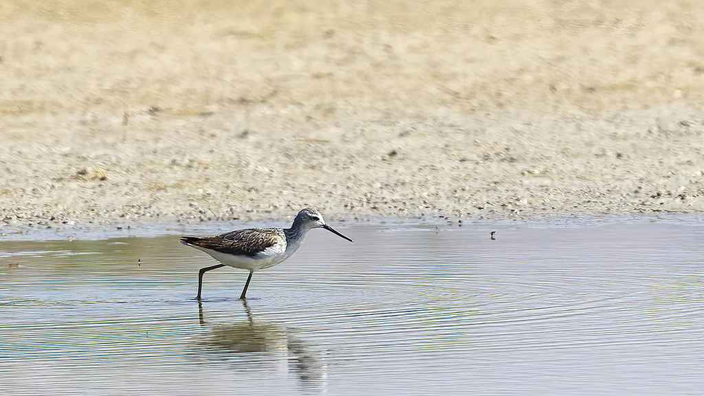 Marsh Sandpiper